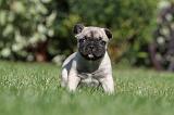 BOULEDOGUE FRANCAIS 467